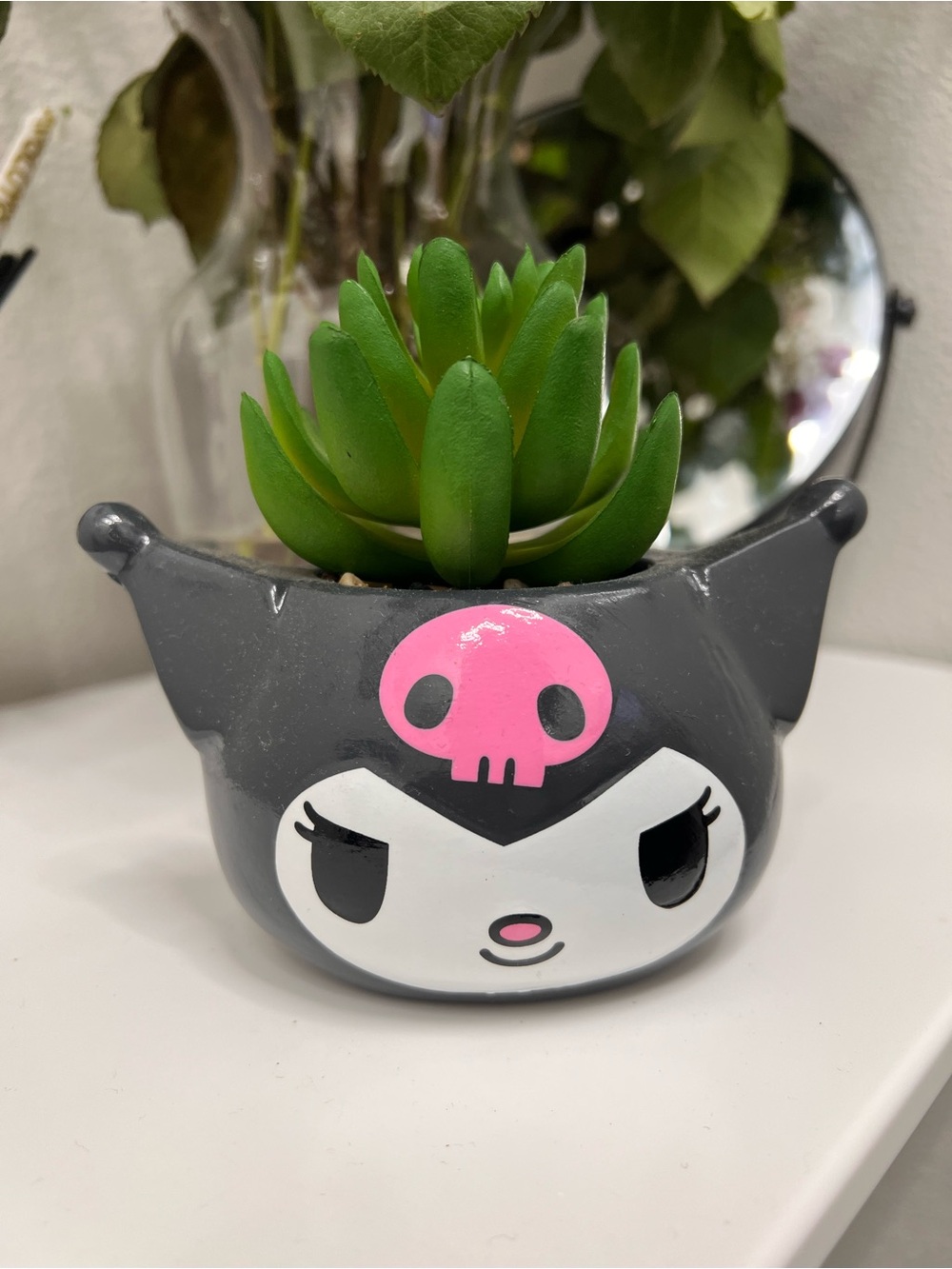 Kuromi succulent plant